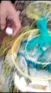 RG essen gacor Red P3 ikan nila waduk danau kolam rawa-rawa multifungsi