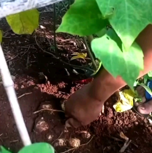 BIJI | BENIH TANAMAN BENGKOANG | BENGKUANG UNGGUL