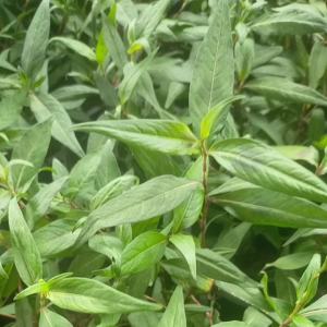 ผักแพว(ผักไผ่)กระถาง5 นิ้ว