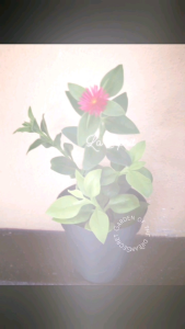 Anak pokok/ Cutting Mesembryanthemum cordifolium l.f /cutting Leaf 8-10cm太阳玫瑰