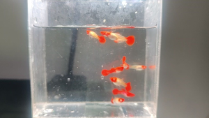 Albino Red Koi Guppy Trio (1 male 2 female) in clear container with water.