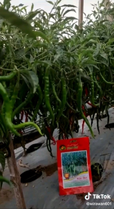 Bibit Cabe Keriting Tahan Virus RISKI TAVI Isi 10 Gram. Benih Cabe Merah Keriting