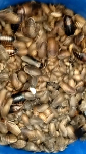 Dubia roach cheap  cheap (40pcs size 2-3cm) Lipas dubia dubia Roach dubia for arowana sugar glider gecko birds and any animal