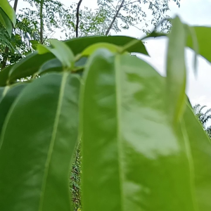 Fresh Soursop Leaves Glossy Green DAUN DURIAN BELANDA Ideal for Gardening and Planting