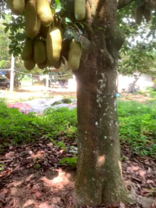 CEMPEDAK KING PULP (FROZEN : 1KG/PACK) (+ ICE PACK + STYROFOAM BOX)