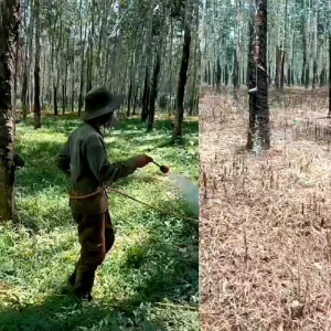 Thuốc Diệt Cỏ Thế Hệ Mới BOGLY88.8sp. Hạt cốm Trắng (glyphosaste)