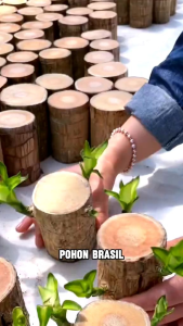 Brazilian Wood Bonsai Hanjuang Brazil / Bibit Stek Hanjuang Brazil Hijau Andong Mudah Hidup