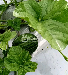 8 BUTIR BIJI/BENIH TANAMAN BLEWAH BLASTER REPACK