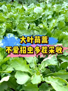 🌱10 Biji Benih🌱Big Garland Chrysanthemum Sayur Tang o Daun Besar 大叶茼蒿种子