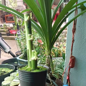 Bonsai phát tài mini để bàn Phúc Lộc Thọ