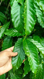 DAUN KOPI SEGAR 1 Kg FRESH DIPETIK SAAT ORDERAN MASUK