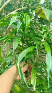 DAUN SUJI SEGAR UNTUK PEWARNA MAKANAN ALAMI