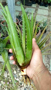 ต้นว่านหางจระเข้ บาบาร์เดนซิล เป็นพันธุ์ยักษ์ เนื้อข้างในสามารถมาทำขนมหวานได้ ยังมีประโยชน์อีกหลายๆอย่าง