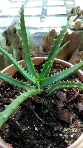 aloe vera เปลวไฟ หรืออโลเวร่าแอมโบรีซิส ไม้พันหายากจากแอฟริกาใต้ ขึ้นได้ไหมภูเขาสูงที่ทุรกันดาร