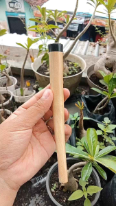 once pipa kayu kemuning gading model S A661