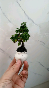 Cây vân sam thái (tu hú thái) siêu mini có chậu men