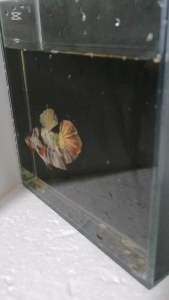 โหลถ่ายรูปปลา ด้านข้างเป็นกระจกสะท้อน หลังใสและหลังดำ มีฝาปิดตะแกง ขนาด 1.5x6x6 นิ้ว