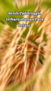 benihh padi cibatu06 kemsan 1kg