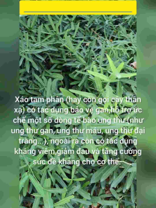 [Mua cây tặng hạt] Cây xáo tam phân ✅Cây dược liệu quý ✅Sức sống mạnh mẽ không kén đất ✅Trồng được cả 3 miền Bắc Trung Nam.