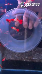 🔥CKH Aquatic🔥 Guppy Albino Koi Grade A (Red Ear Gene) 孔雀鱼白子鸿运当头 （红耳基因）