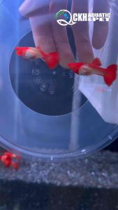 🔥CKH Aquatic🔥 Guppy Red Ear 孔雀鱼红耳