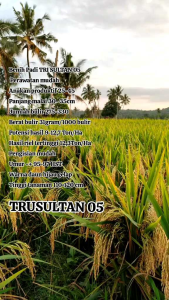 BENIH/BIBIT PADI TRI SULTAN 05 PERAWATAN PALING MUDAH 5KG