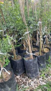 ต้นมะนาวคาเวียร์ เสียบยอด 1 ปีติดผล ต้นแข็งแรง ขนาดต้น 40-60 ซม. สามารถปลูกใส่เข่งได้