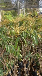 ลิ้นจี่นพ.1 มาถูกกิ่งตอนลิ้นจี่น คัดต้นใหญ่ยิ้ว 1 ปีที่จะถูกสร้าง (สูง 110-120 ซม) คุณกำลังได้รับปลูกให้ 1 ปีหรือเพียงข้อมูลเพิ่มเติมที่คุณต้องการ