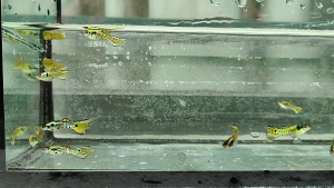 Gold Tiger endler fish/ yellow tiger endler guppy/ gold yellow guppy