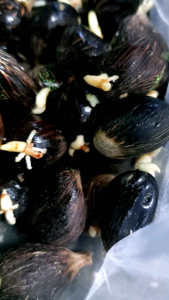 benih kecambah sawit PPKS ISI 150 BUTIR KUALITAS UNGGUL BONUS 10 BUTIR