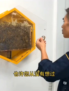 Rumah Lebah modern set HONEY BEEKEEPING bee hive house Set Wooden Pine Wood Beehive Box rumah Sarang Lebah Madu#蜜蜂箱