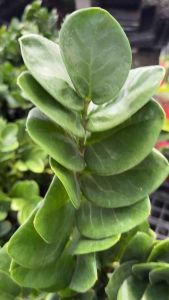 กวักมรกตใบกลม ลักกี้" เป็นชื่อเรียกของกวักมรกตสายพันธุ์พิเศษที่ใบมีลักษณะกลมมนและเรียงชิดกัน ซึ่งเป็นไม้หายาก นิยมปลูกเพื่อความสวยงามและเชื่อว่าเป็นไม้มงคลช่วยเสริมโชคลาภ การดูแลสามารถทำได้ง่าย โดยเลี้ยงในแสงรำไร และรดน้ำเมื่อวัสดุปลูกเริ่มแห้ง  ลักษณะ ลั