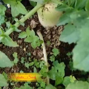 [Virladia Seeds] Biji Benih tanaman Lobak Panjang Putih | Daikon