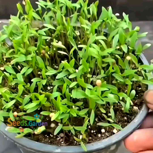 [TERLARIS] BIJI/BENIH DAUN KETUMBAR (CORIANDER) F1