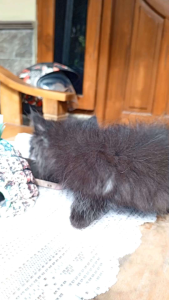 Kitten Ragdoll Muchkin Jantan