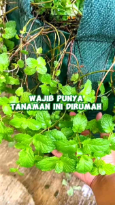 (KEMASAN PREMIUM) BIJI/BENIH TANAMAN HERBAL MINT