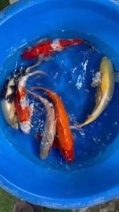 JAPAN KOI IMPORT 40-45cm from OMOSAKO  MARUSEI & HOSHIKIN FARM ( Yamabuki Ogon  Shiro Utsuri  Kikusui  Benigoi Sanke  Asagi ) - price per koi