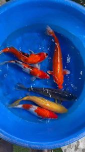 JAPAN KOI IMPORT 40-45cm from MARUSEI & MARUDO FARM ( Ochiba Karashigoi Kohaku Benigoi Sanke Showa ) - price per koi