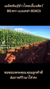 ซื้อ 1 แถม 1 เมล็ดพันธุ์ข้าวโพด BKS236 รวม 2 ถุง 10 กก.