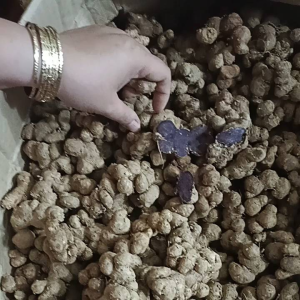 1kg GỪNG ĐEN( NGẢI ĐENNGẢI TÍM) CỦ TO GIÀ CHẮC LÕI BAO TƯƠI MỚI.