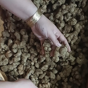 1kg GỪNG ĐEN( NGẢI ĐEN) ĐÀO Ở RỪNG LOẠI CÂY MÀU NHẠT. 100% không pha trộn hàng trồng