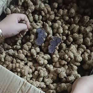 500g GỪNG ĐEN( NGẢI ĐENNGẢI TÍM) ĐÀO Ở RỪNG LOẠI LÂU NĂM. 100% không pha trộn hàng trồng