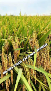 BENIH PADI ZIZANIA JUMBO ORIGINAL BERKUALITAS KEMASAN 1KG