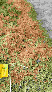 Weed Control Glyphosate Weed Killer Grass Killer Racun Rumput Racun Rumpai 除草剂