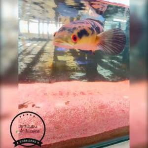 Channa yellow sentarum 5-6inci