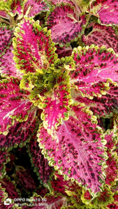 ฤาษีผสม (Coleus)โคลีอุส ตัดสดกิ่งพันธุ์สำหรับขยายพันธุ์ ซื้อ10 กิ่งแถม 3-5 กิ่ง ( แม่ค้าจัดให้) ตัดยาว 28-33 ซ.ม. ใช้สำหรับขยายพันธุ์