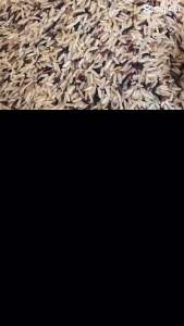 🔻🔺[สินค้าพร้อมส่งทันที]🌾🔺🔻ข้าวกล้องผสม ข้าวเพื่อสุขภาพ หอมมะลิ+ไรซ์เบอรี่ เป็นข้าวปลอดสารพิษเช่นเดิม สินค้าราคาพิเศษสำหรับคนรักสุขภาพ