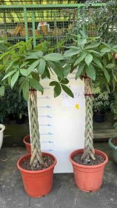 #Pachira aquatica #ถักเปีย #ศุภโชค #Money Tree GuianaChestnut Malabar Chestnut หรือ Saba Nut)