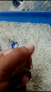 BENIH PADI BIMA SAKTI KWALITAS UNGGUL SUPER GENJAH BERBOBOT PER 1KG