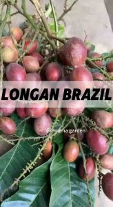 (GG real plant) anak pokok longan brazil ^ cepat berbuah top quality pokok durian kebun bunga sedap fruits